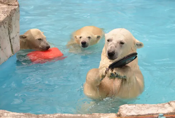 円山動物園の写真・動画_image_121224