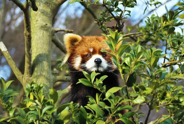 鯖江市西山動物園の写真・動画_image_1214186
