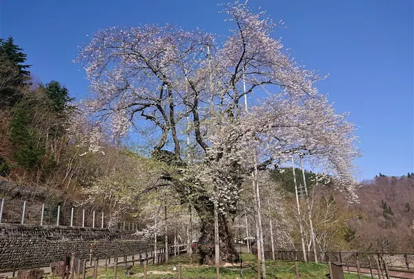 荘川桜