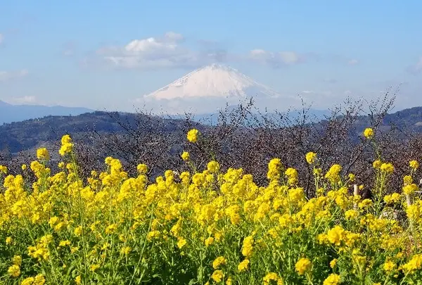 吾妻山公園