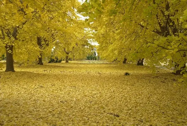 祖父江はギンナンの町
