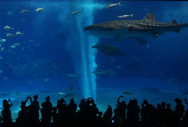 沖縄美ら海水族館