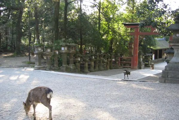 奈良公園
