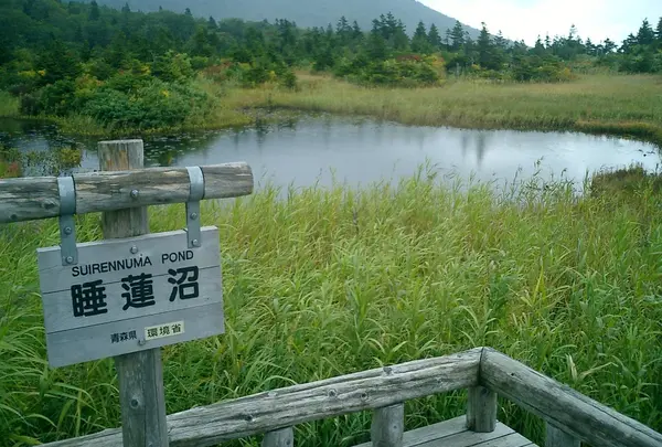 睡蓮沼