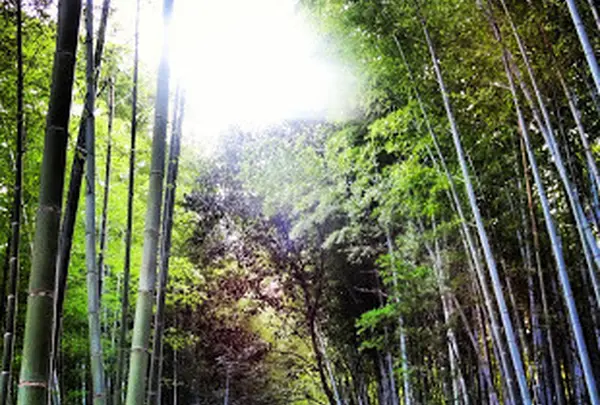 嵯峨野竹林