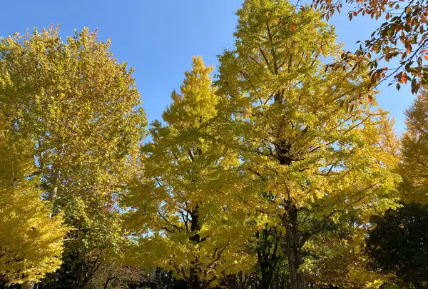 新井薬師公園