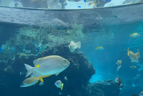 沖縄美ら海水族館