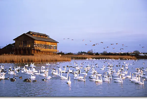 米子水鳥公園