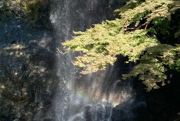 箕面大滝の写真・動画_image_1233071