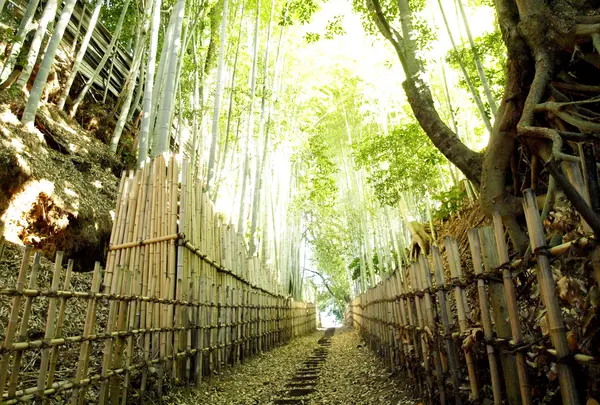 ひよどり坂の写真・動画_image_123396