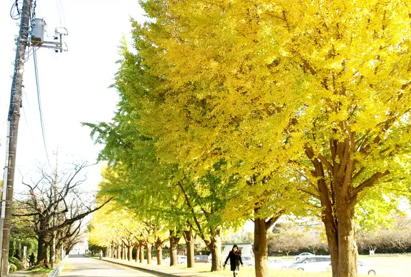 佐倉城址公園