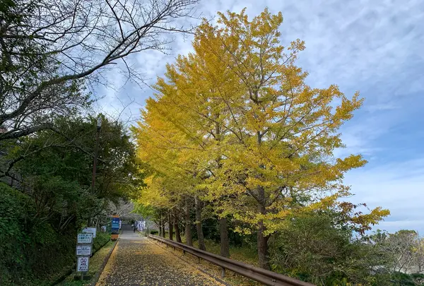 城山公園の写真・動画_image_1234863