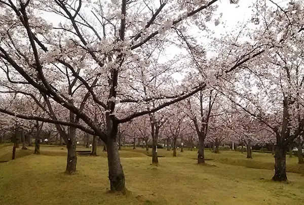 さくらの森公園