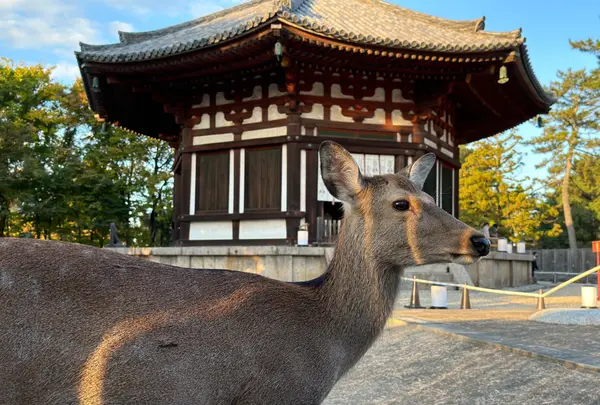 興福寺 北円堂