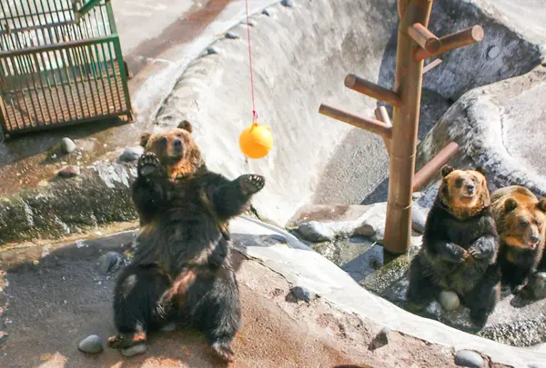 のぼりべつクマ牧場