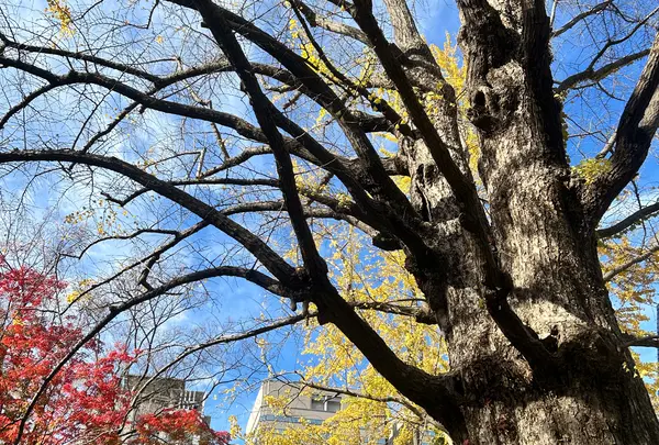 日比谷公園