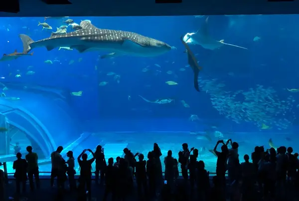 沖縄美ら海水族館