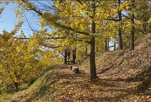 垂水千本イチョウ園の写真・動画_image_1259414