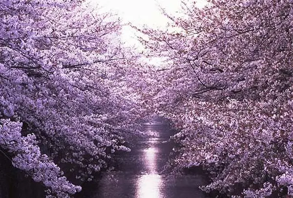 目黒川