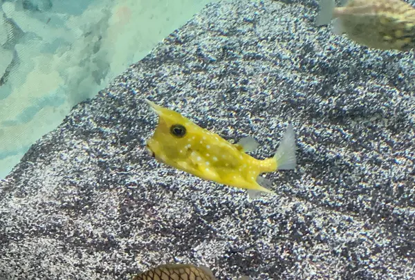 神戸市立須磨海浜水族園