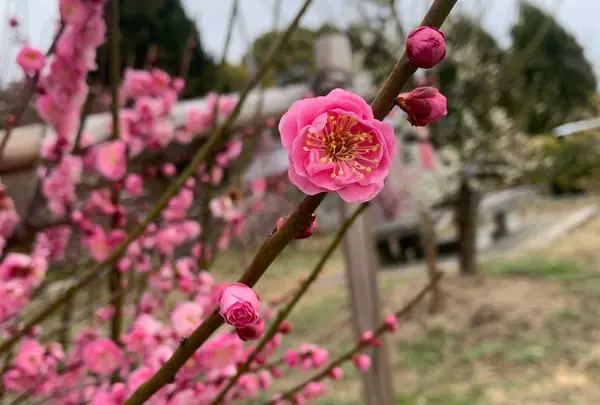 広田梅林ふれあい公園の写真・動画_image_1299023