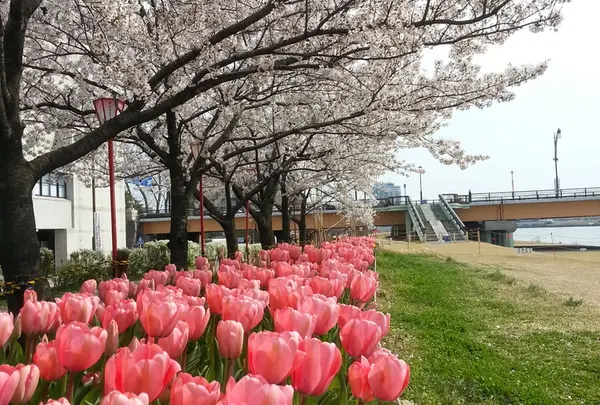 信濃川やすらぎ堤緑地