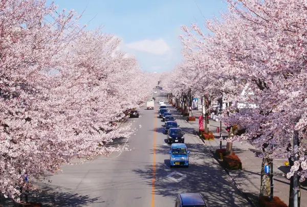 桜並木