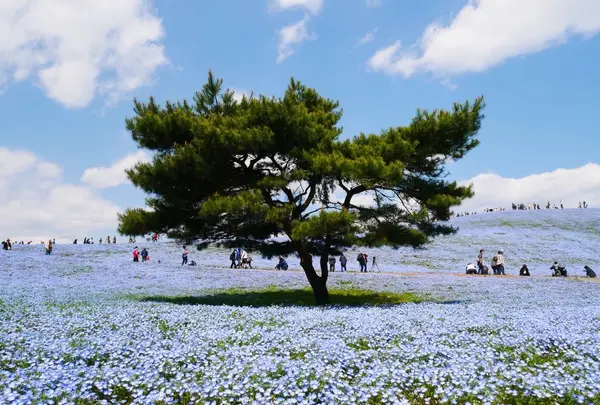 国営ひたち海浜公園