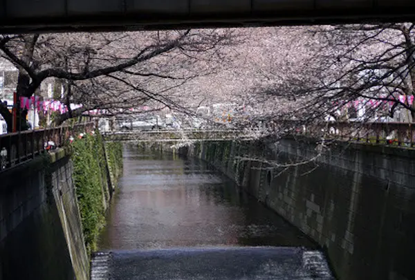 目黒川の桜並木