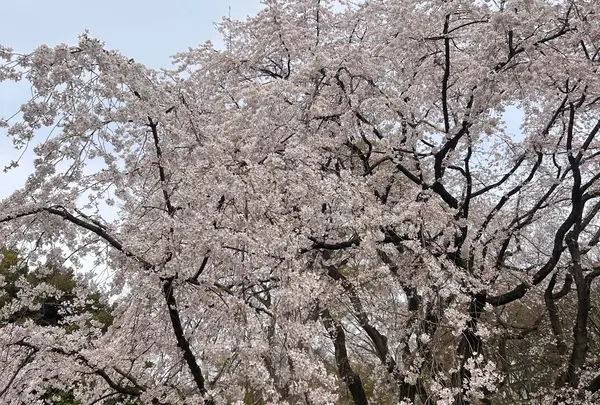 六義園