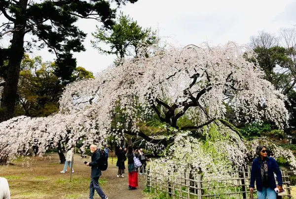 近衛邸跡の枝垂れ桜(京都御苑内)