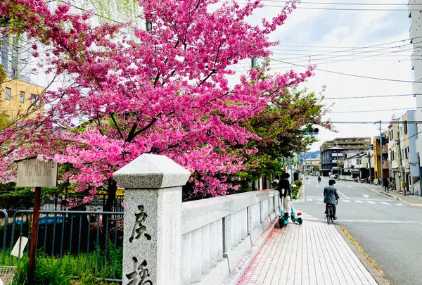 一条戻橋の一本桜