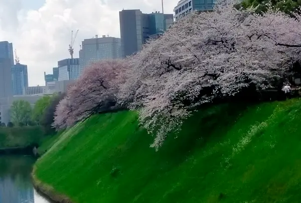 千鳥ヶ淵