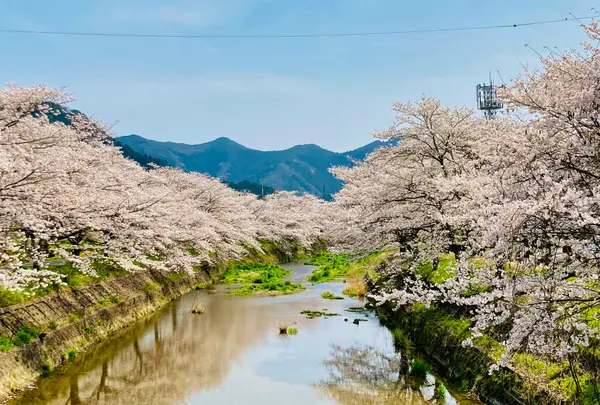 柏原川桜堤回廊の写真・動画_image_1329158