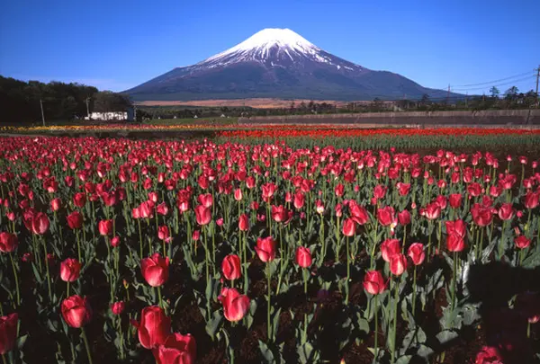 山中湖花の都公園