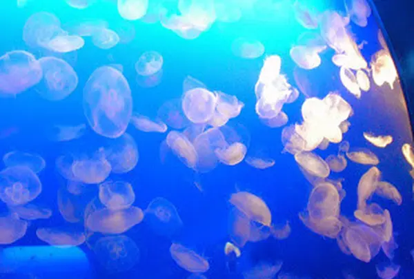 新江ノ島水族館