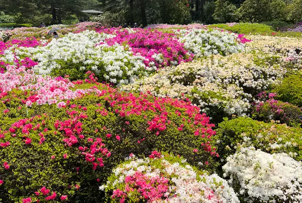 神代植物公園の写真・動画_image_1336591