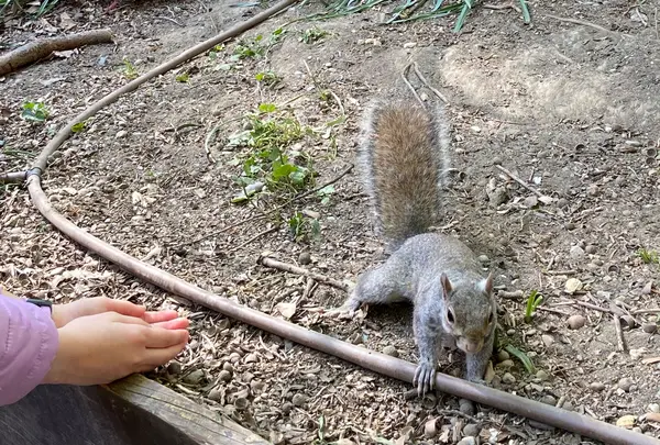 ヴァレンティーノ公園の写真・動画_image_1337389