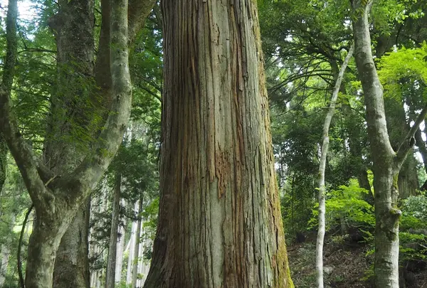 相生の杉（御神木）