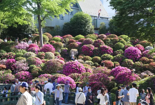 根津神社の写真・動画_image_134767