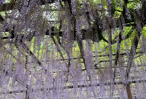 笠間稲荷神社駐車場