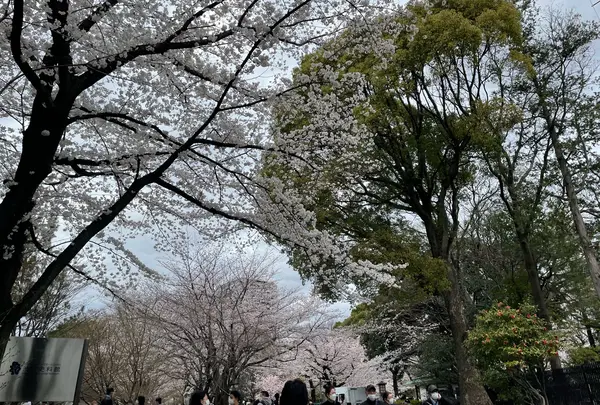 飛鳥山公園