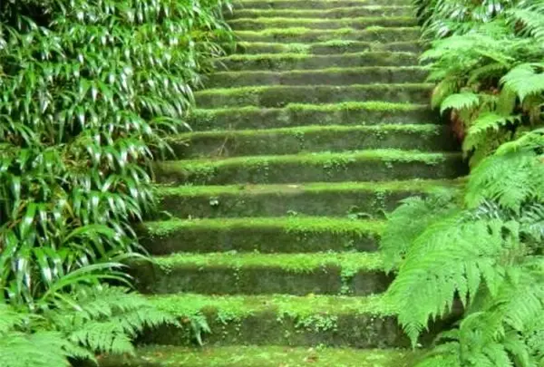 妙法寺(苔寺)