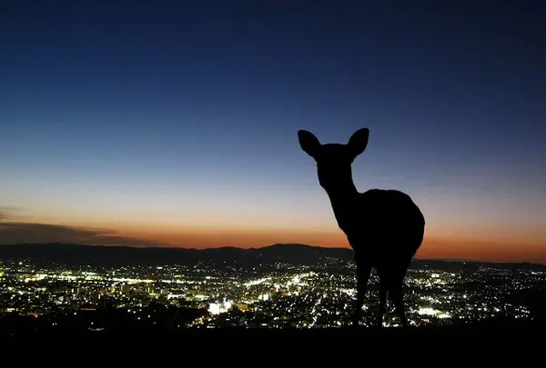 若草山