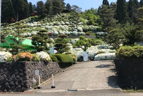 月華山 かねこつつじ園