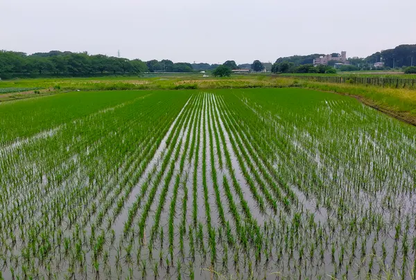 見沼の自然保全風景