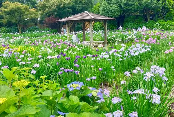 染谷花しょうぶ園
