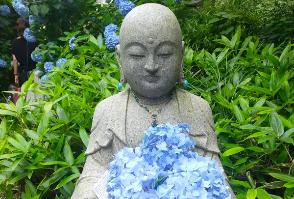 明月院（あじさい寺）の写真・動画_image_1379672