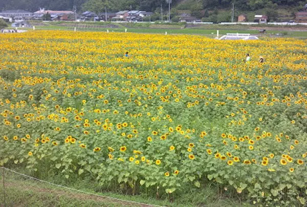 南光ひまわり畑　兵庫