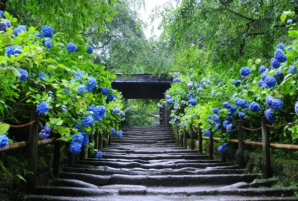 明月院（あじさい寺）